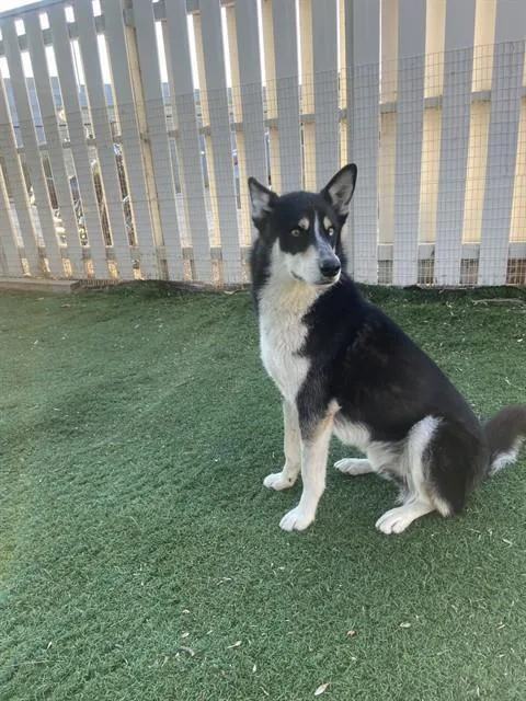 An adult large-sized male Husky dog named Tyson for adoption in Fremont, CA