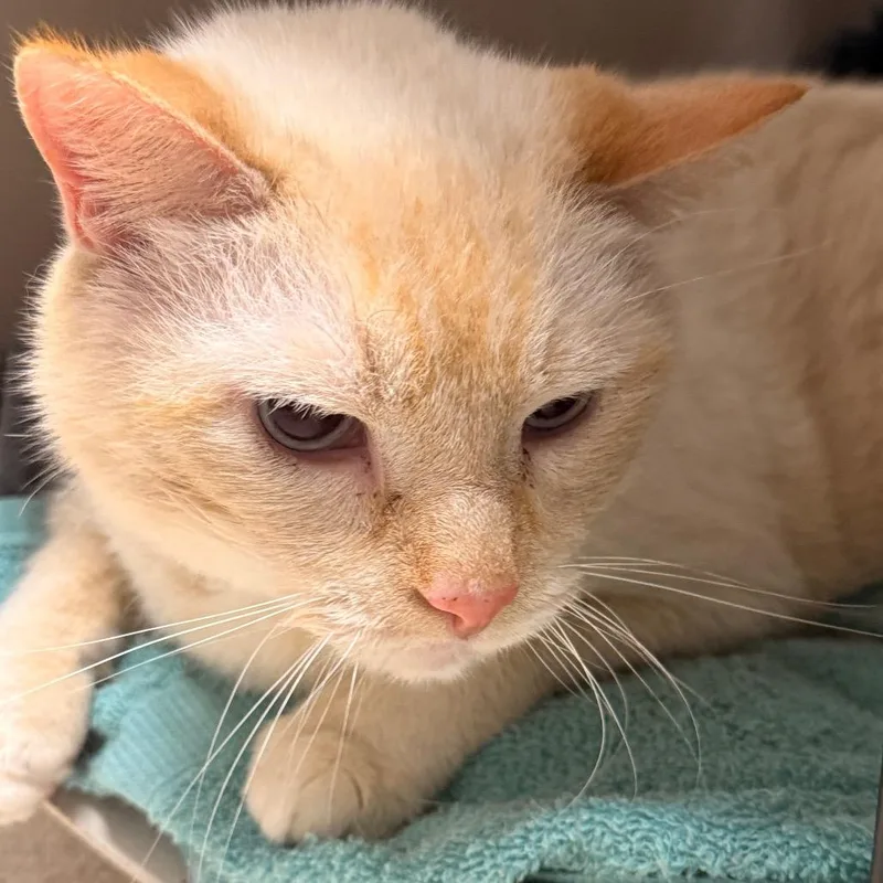 A senior small-sized male Cream / Ivory Siamese cat named Curly for adoption in Evansville, IN