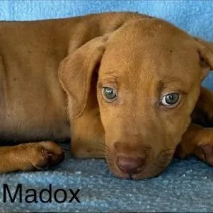 A baby medium-sized male Red / Chestnut / Orange Vizsla dog named Madox for adoption in Lima, OH