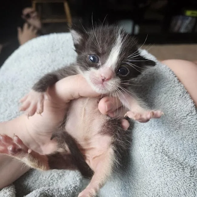 A baby small-sized male Black Domestic Short Hair cat named Stuck In The Middle for adoption in Boerne, TX