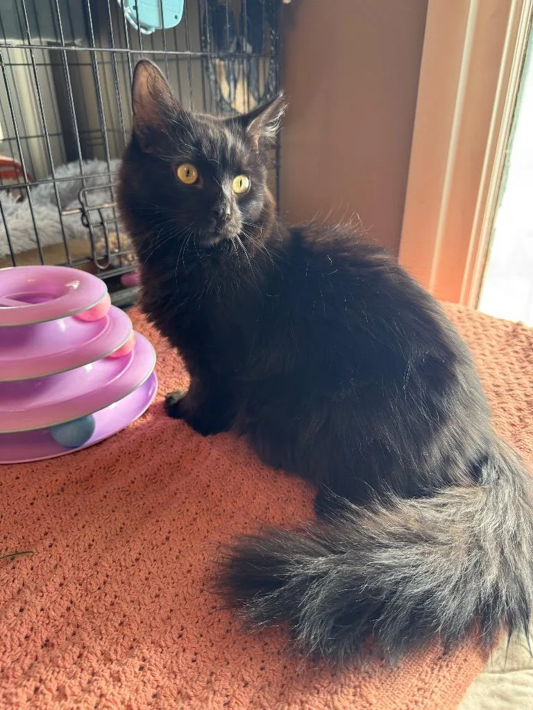 A young small-sized male Domestic Short Hair cat named Pepsi for adoption in Brainardsville, NY