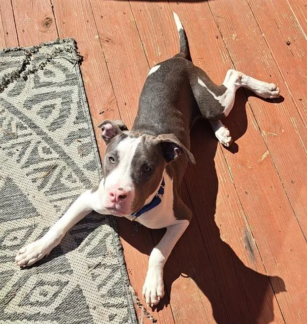 A young medium-sized male Terrier dog named Dollar for adoption in Olivette, MO