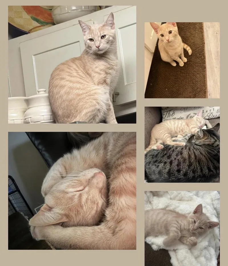 A baby medium-sized male Orange & White Tabby cat named A Willow for adoption in Reynoldsburg, OH