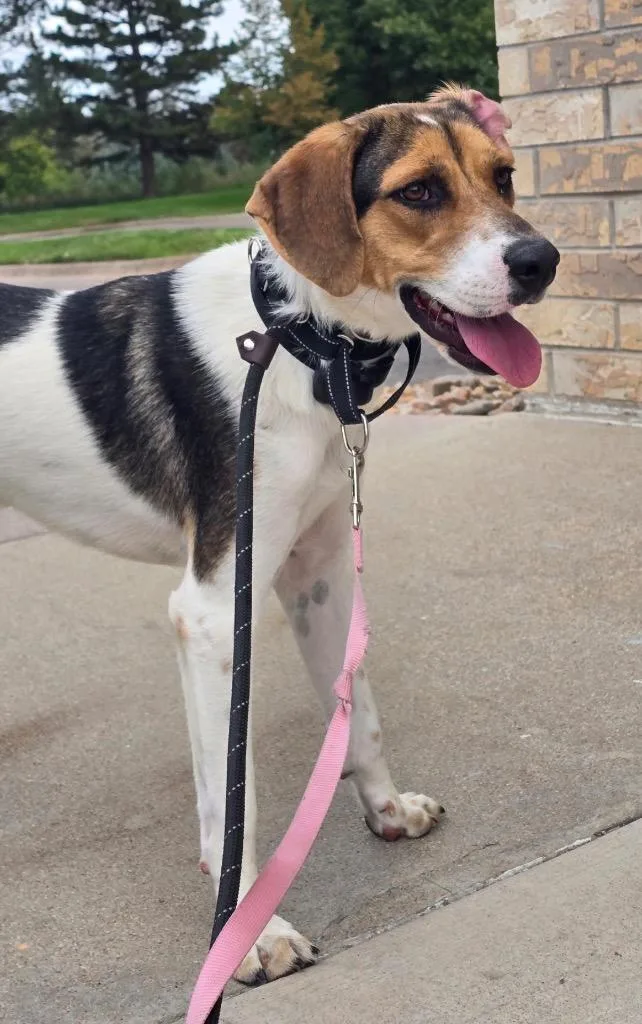 A young medium-sized female Cattle Dog dog named Coscia for adoption in Fort Lupton, CO