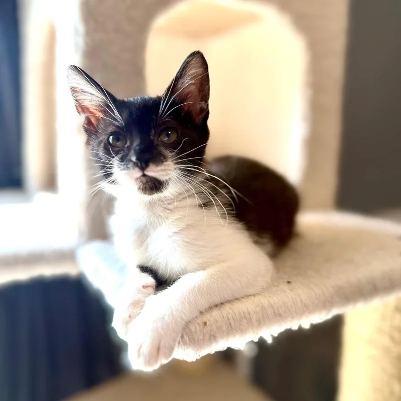 A baby small-sized female Domestic Short Hair cat named Jerri for adoption in Woodstock, GA