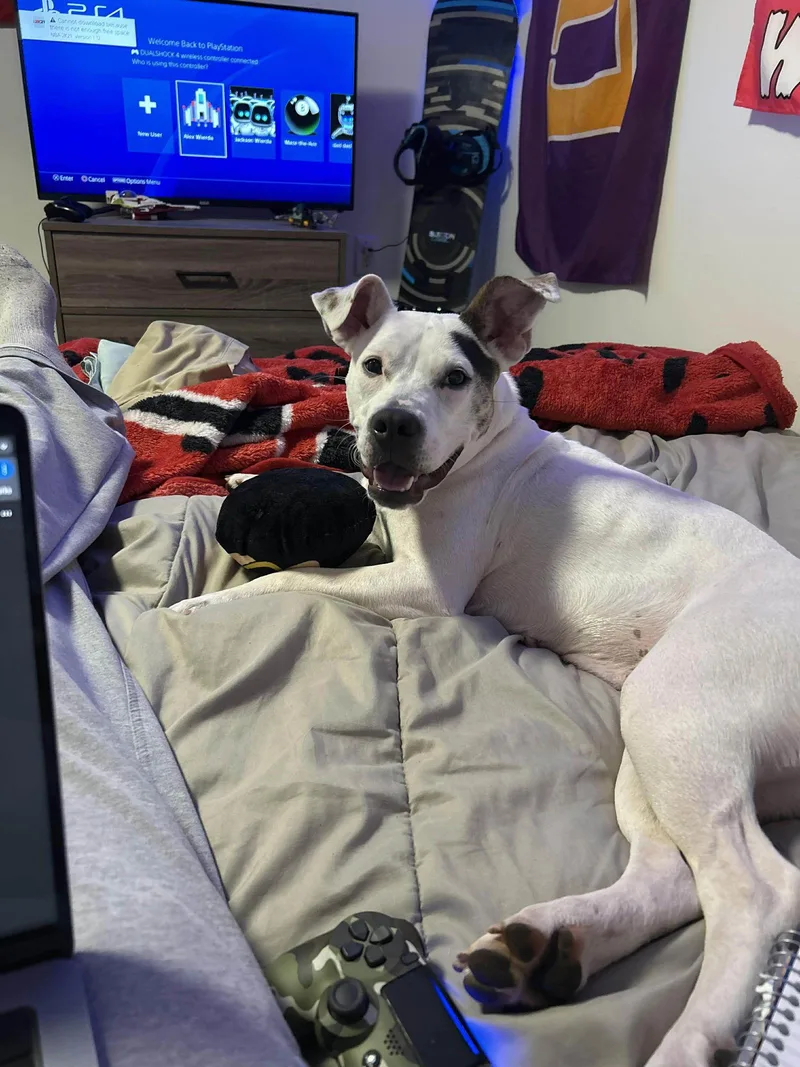 Betty Boop thumbnail 2