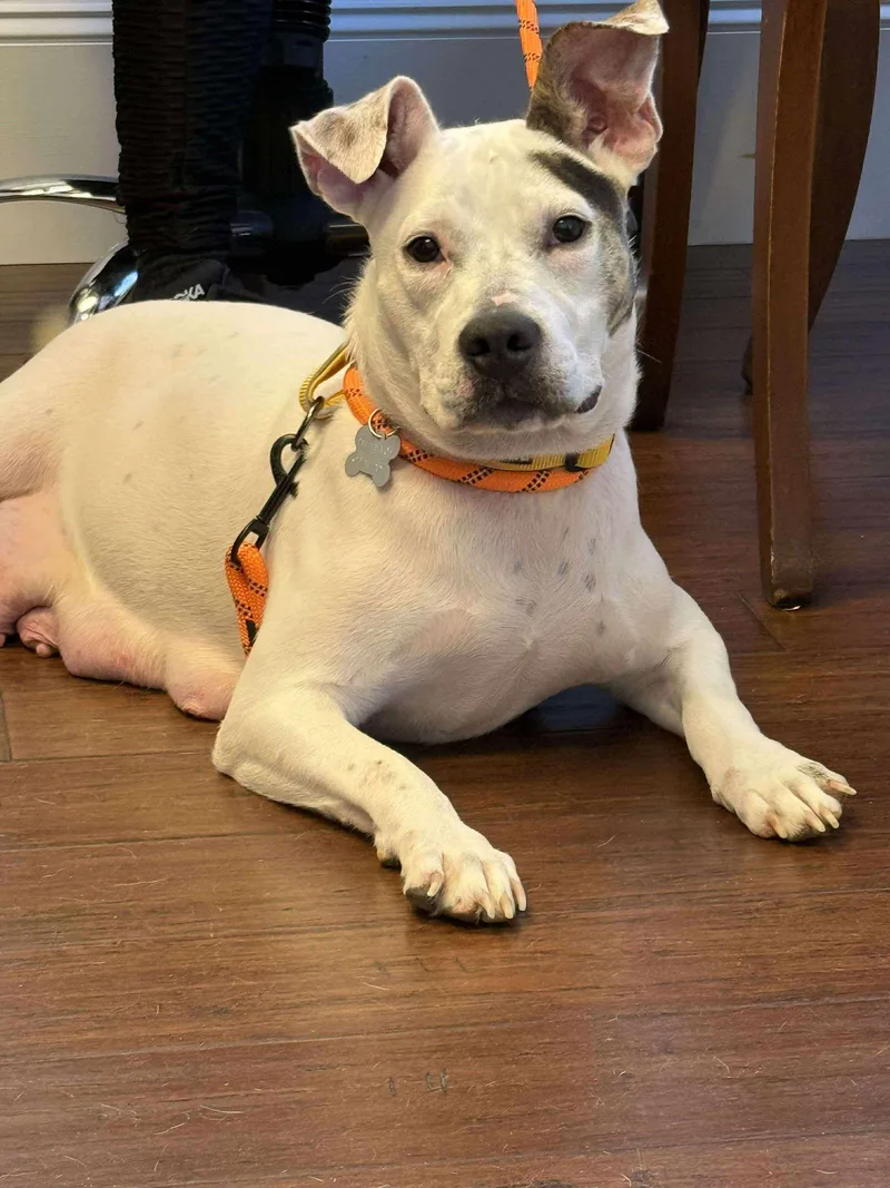 Betty Boop thumbnail 3