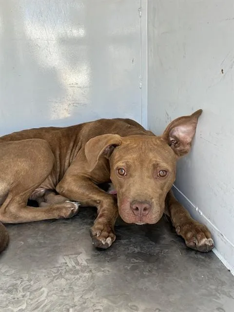 A young small-sized male Pit Bull Terrier dog named Finnick for adoption in Stockton, CA