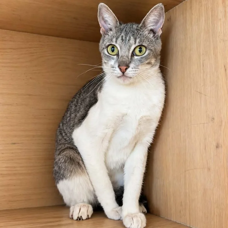 A young medium-sized female Gray / Blue / Silver Domestic Short Hair cat named Sushi for adoption in Fredericksburg, TX