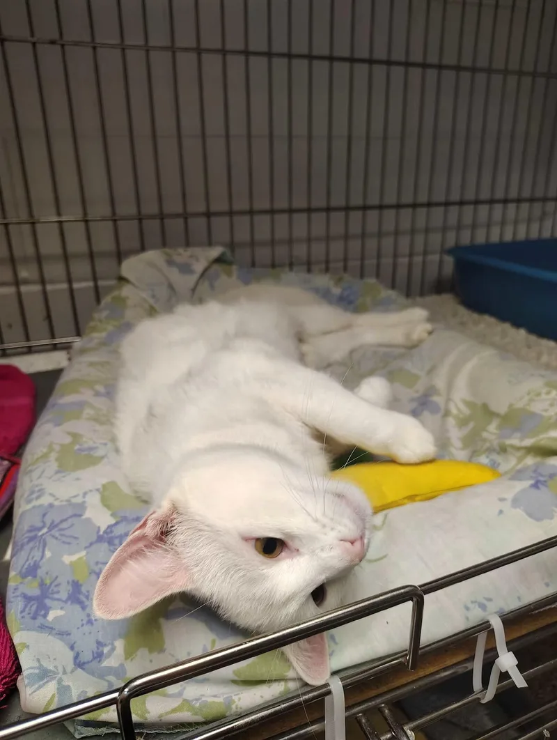 A young medium-sized female White Domestic Short Hair cat named Angel for adoption in Englewood, NJ