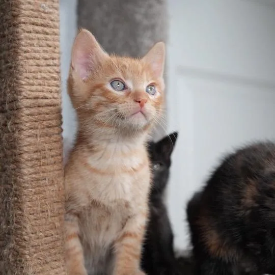 A baby small-sized male Orange / Red Domestic Short Hair cat named Sol for adoption in Port Richey, FL