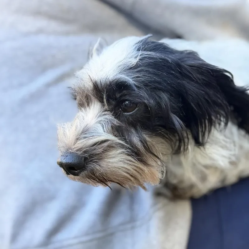 An adult small-sized female Schnauzer dog named Lela for adoption in Birmingham, AL