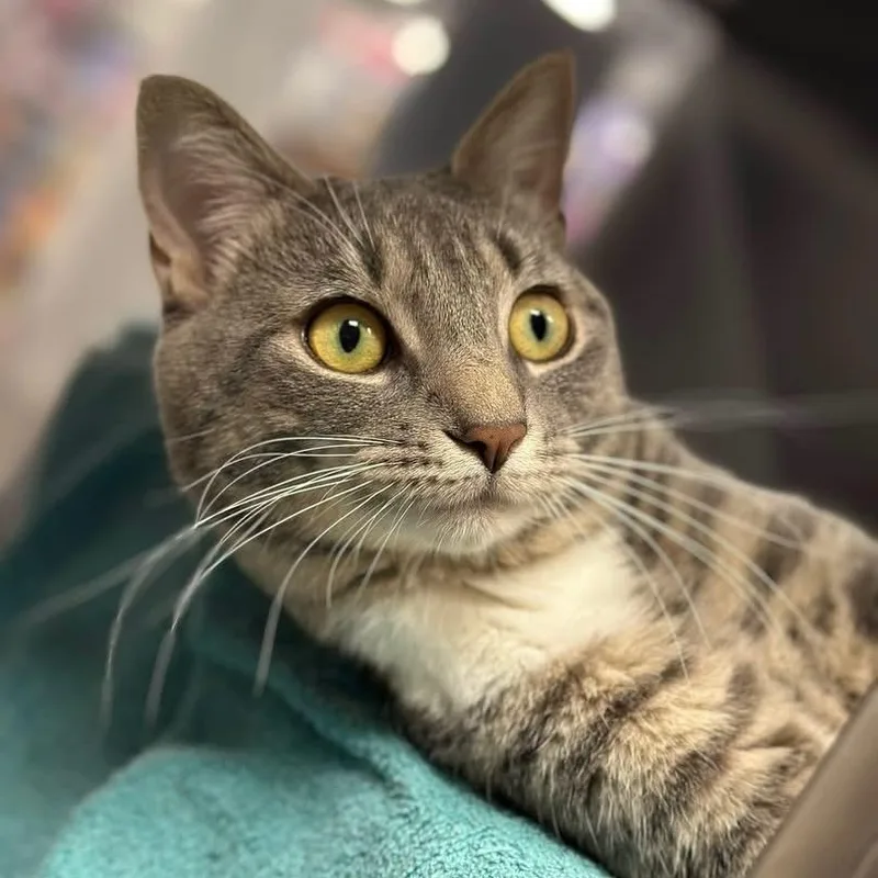 A young medium-sized male Domestic Short Hair cat named Finn for adoption in Bourne, MA