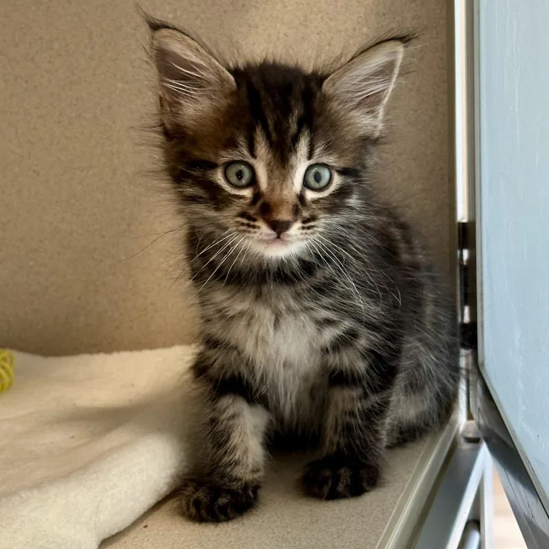 A baby small-sized male Black Domestic Long Hair cat named Kawasaki for adoption in Durango, CO