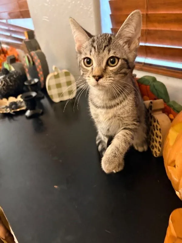 A baby small-sized male Tabby cat named Mini Cooper  Cars for adoption in Anthem, AZ