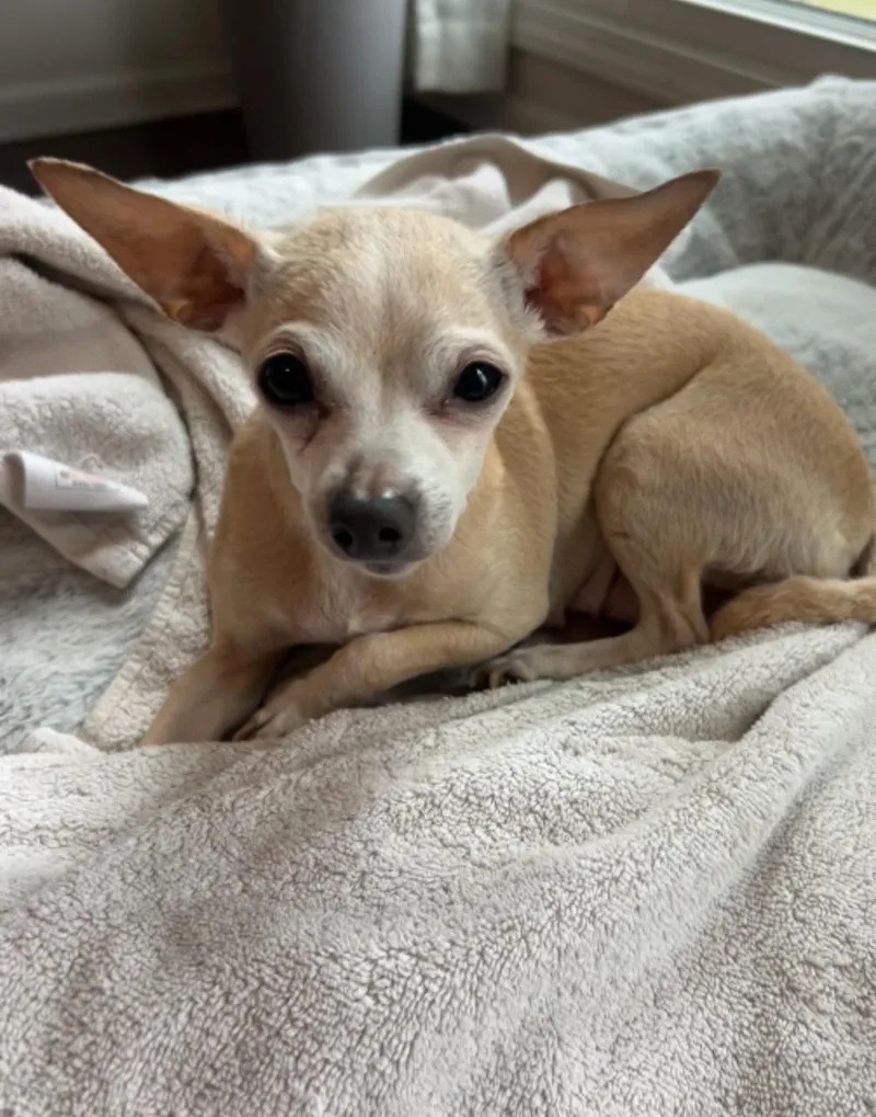 An adult small-sized female Chihuahua dog named Drakie for adoption in Aurora, IL