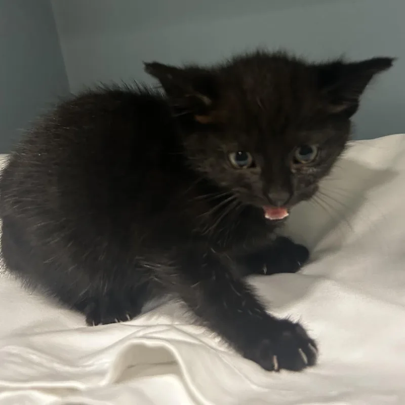 A baby small-sized female Black Domestic Short Hair cat named Leep for adoption in Chattanooga, TN