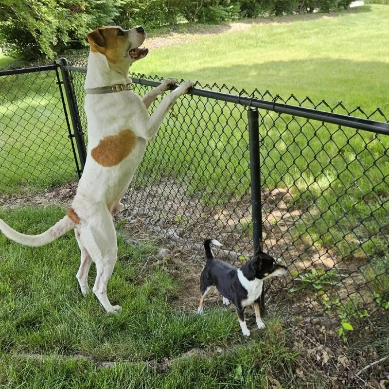 Gary All American thumbnail 4