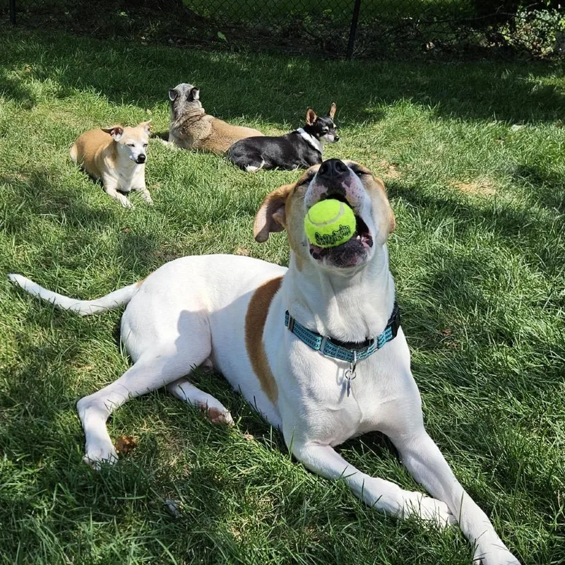 Gary All American thumbnail 5