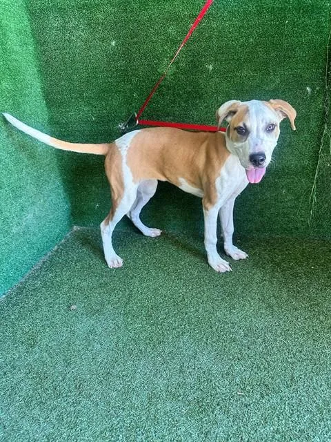 A young small-sized female Pit Bull Terrier dog named Conchita for adoption in Lancaster, CA