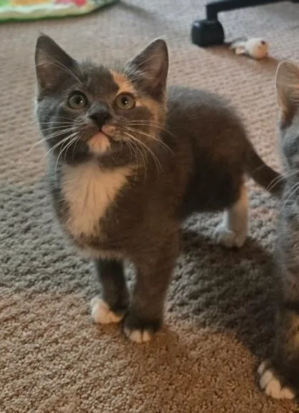 A baby medium-sized female Gray & White Domestic Short Hair cat named Jules for adoption in Warr Acres, OK