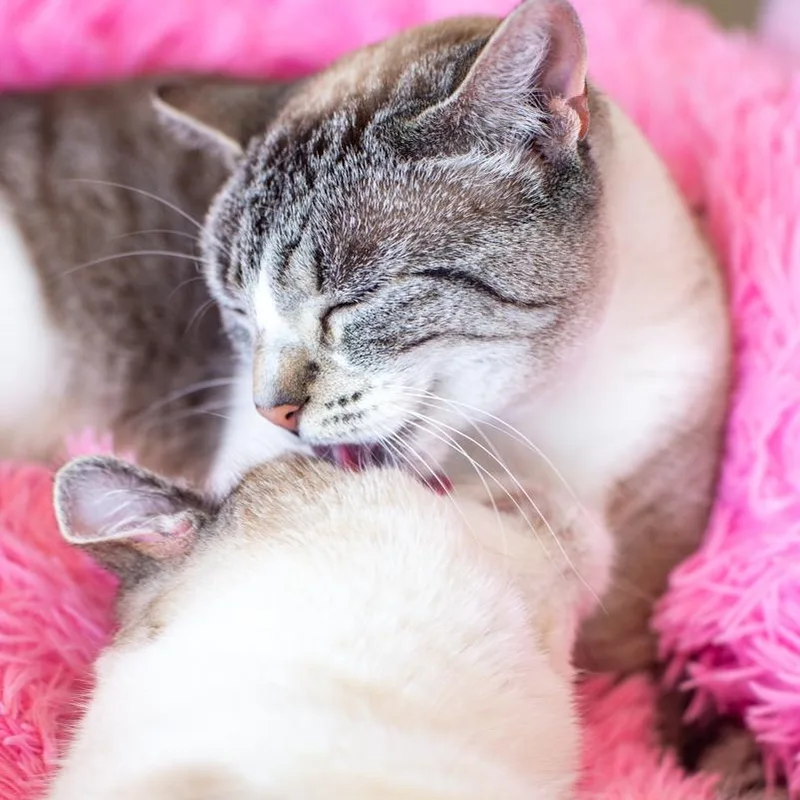 Lexi  Bonded thumbnail 2