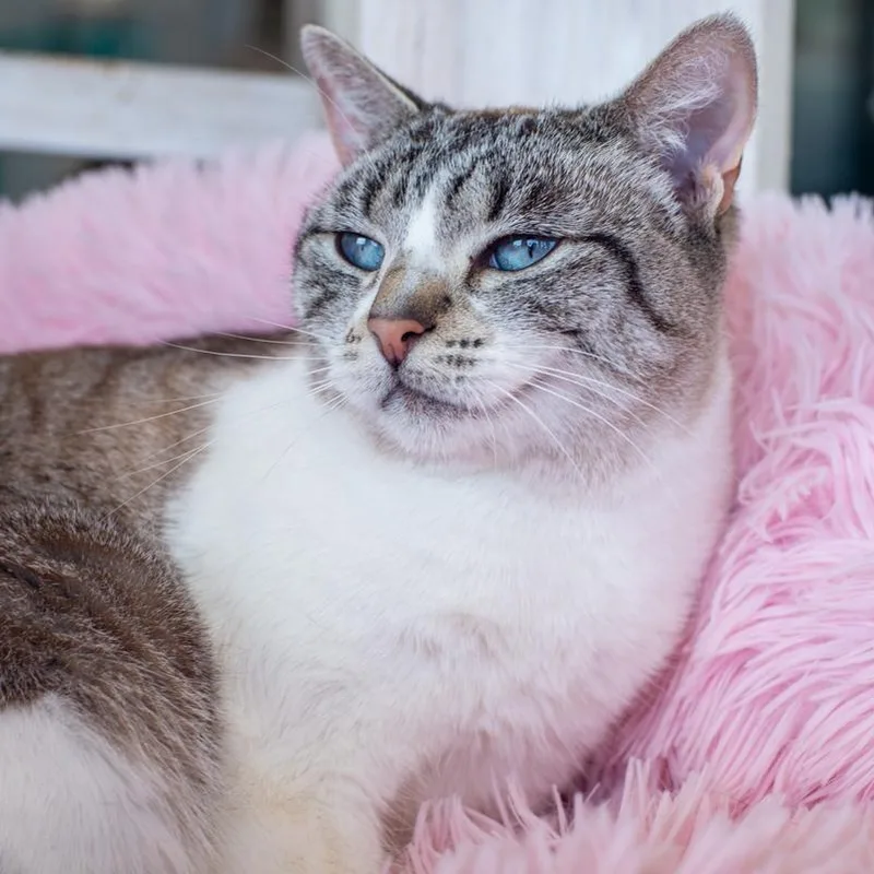 Lexi  Bonded thumbnail 3