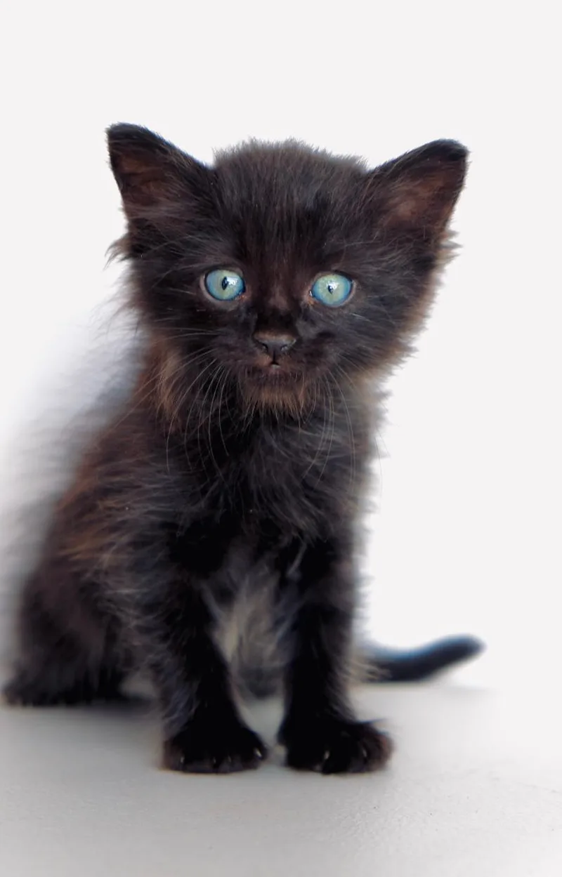 A baby small-sized male Domestic Long Hair cat named Madeira Sauce for adoption in San Diego, CA