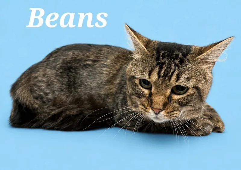 A young small-sized male Domestic Medium Hair cat named Beans for adoption in Rutherfordton, NC