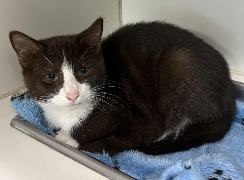A young medium-sized female Brown / Chocolate Domestic Short Hair cat named Mouse for adoption in Mansfield, CT