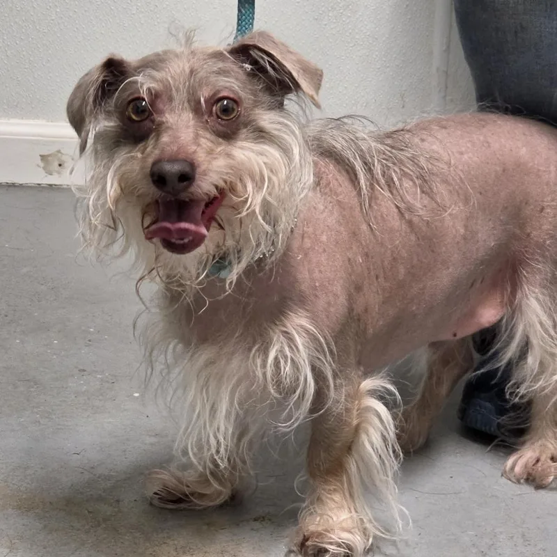 A senior small-sized male Gray / Blue / Silver Mixed Breed dog named My Boy Blue for adoption in Troy, IL