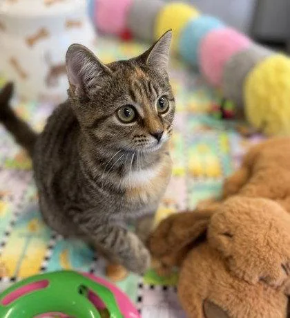 A young small-sized female Domestic Short Hair cat named Banshee for adoption in Midland, VA