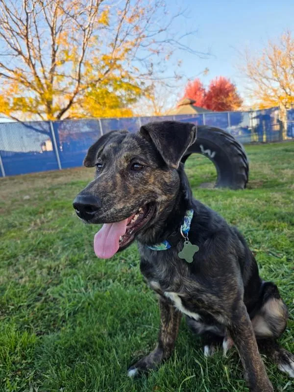 A baby large-sized male Shepherd dog named Fiesta for adoption in Kennewick, WA