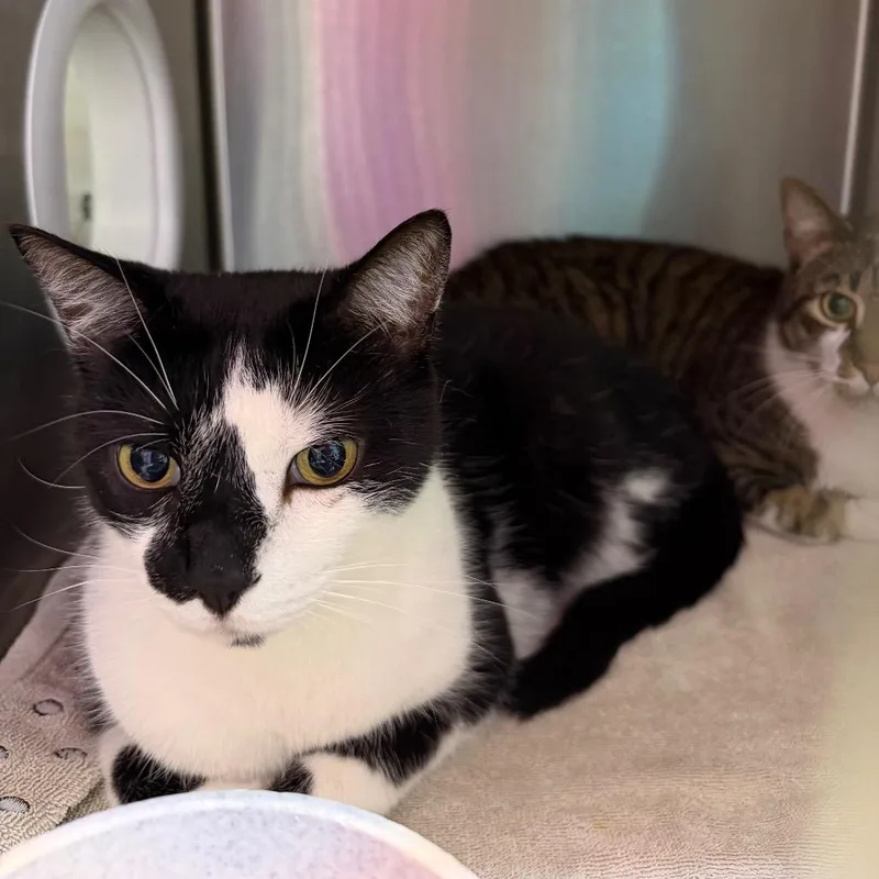 An adult large-sized male Black Domestic Short Hair cat named Ernie for adoption in Englewood, FL
