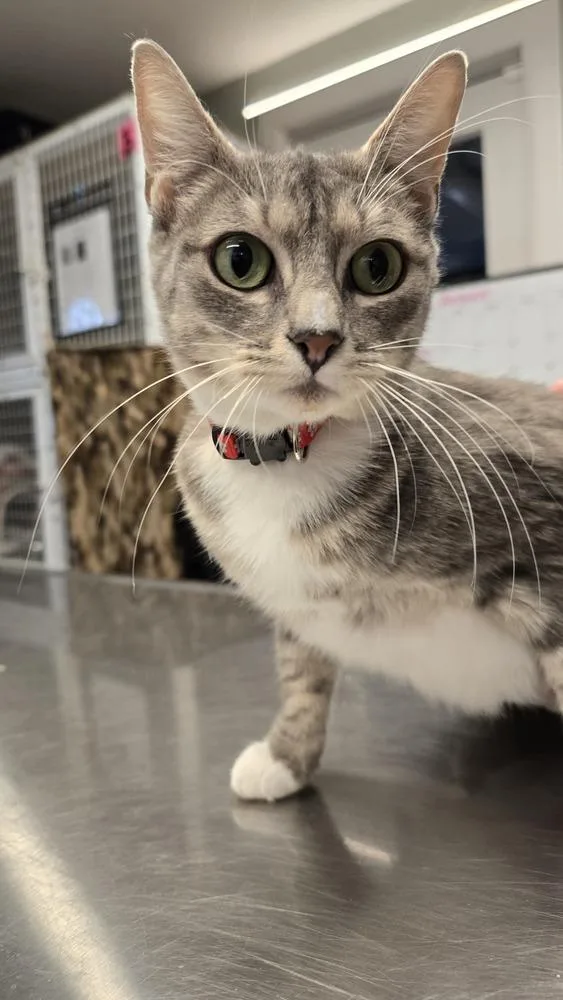 An adult medium-sized female Gray & White Domestic Short Hair cat named Aspen for adoption in Vancouver, WA