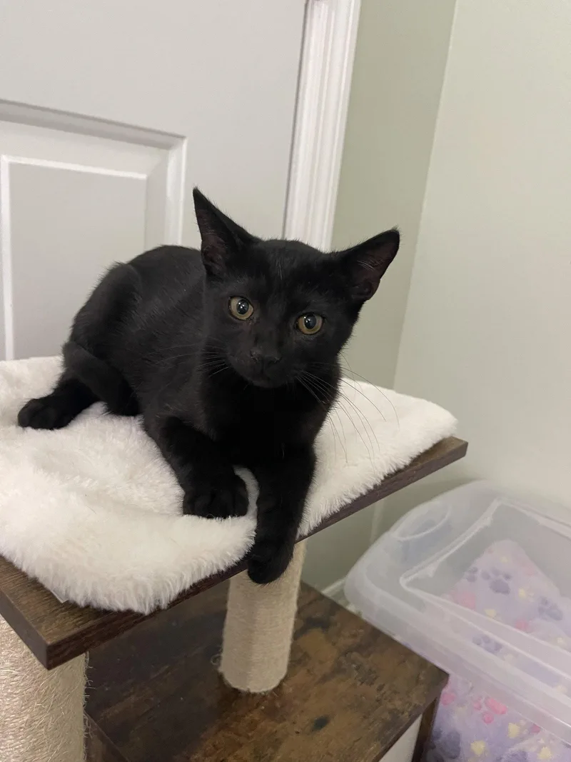 A baby medium-sized female Black Domestic Short Hair cat named Sally for adoption in Oviedo, FL