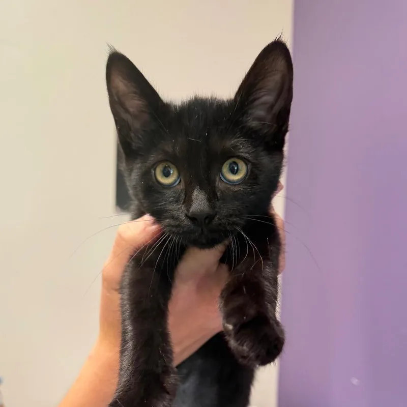 Licorice