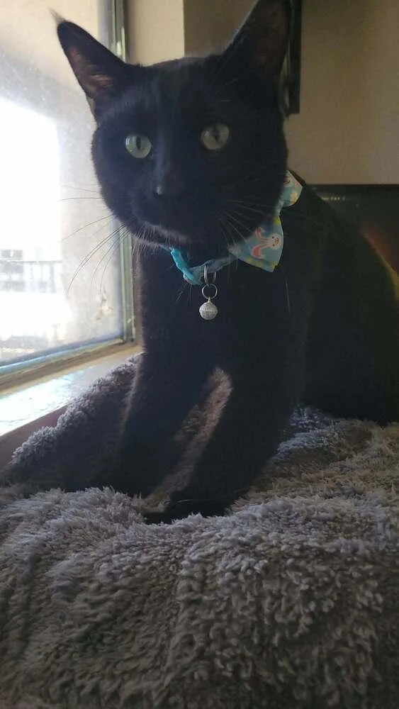 An adult large-sized male Black Domestic Short Hair cat named Weasel for adoption in tucson, AZ