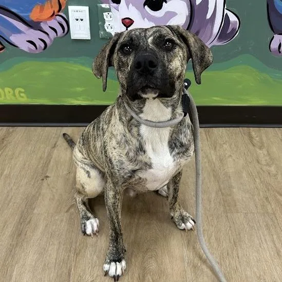 An adult small-sized male Black Pit Bull Terrier dog named SVASStray for adoption in Lyndhurst, VA