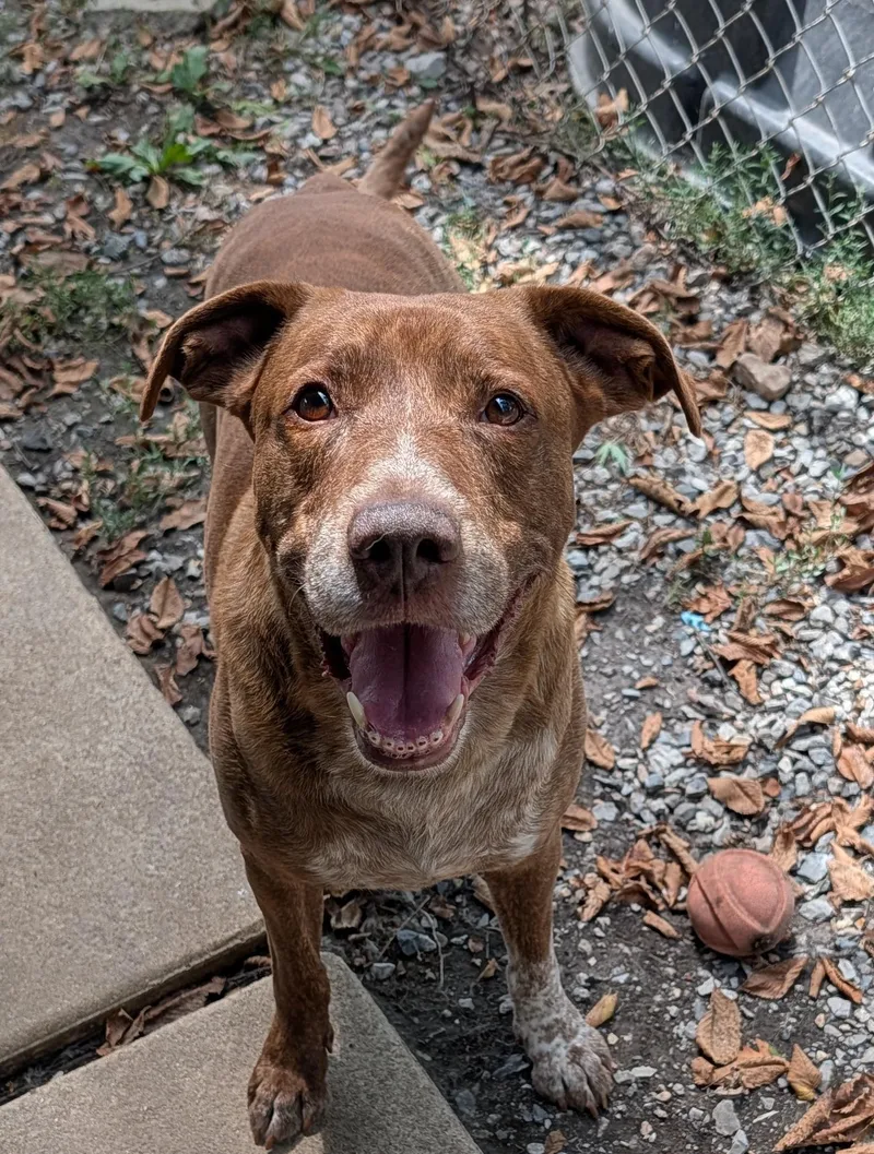 An adult medium-sized male Labrador Retriever dog named Dagwood for adoption in Bella Vista, AR