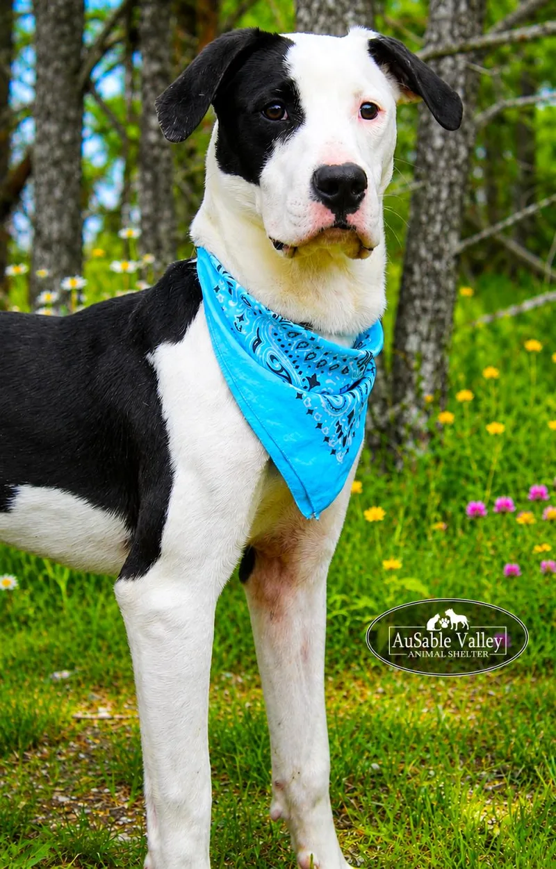 A young large-sized male Black Mixed Breed dog named Tyson for adoption in Grayling, MI