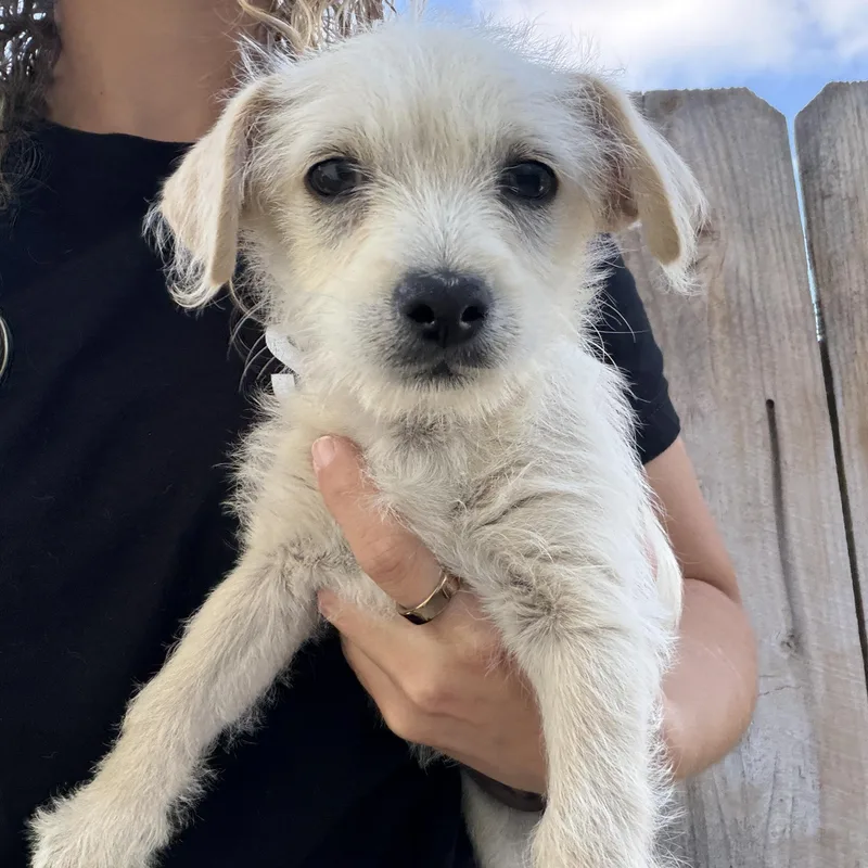 A baby small-sized female Miniature Schnauzer dog named Cali for adoption in San Diego, CA
