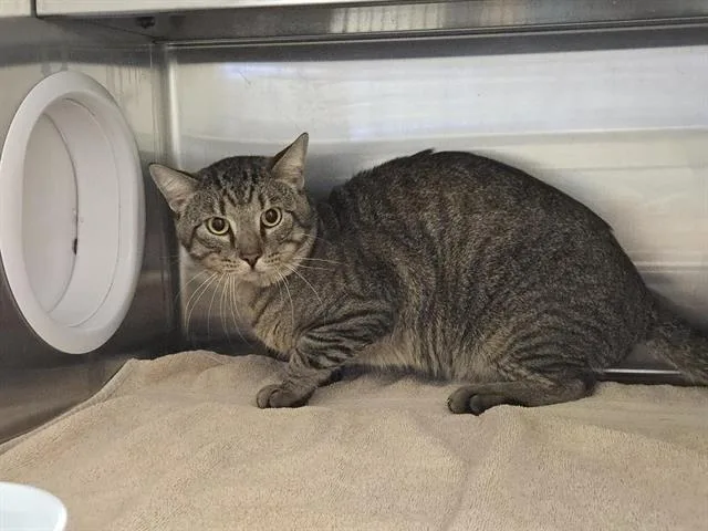 An adult medium-sized male Domestic Short Hair cat named A for adoption in Auburn, CA