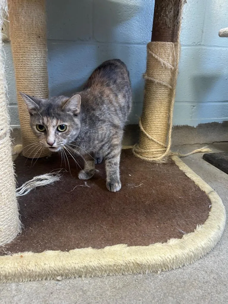A young medium-sized female Domestic Short Hair cat named Sarabi for adoption in New Manchester, WV