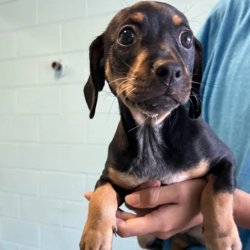 A baby small-sized female Black Mixed Breed dog named Vienna for adoption in Naples, FL