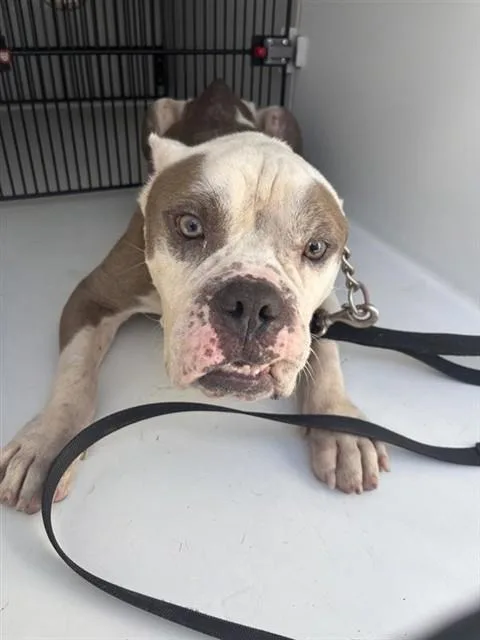 An adult large-sized male English Bulldog dog named A for adoption in Houston, TX