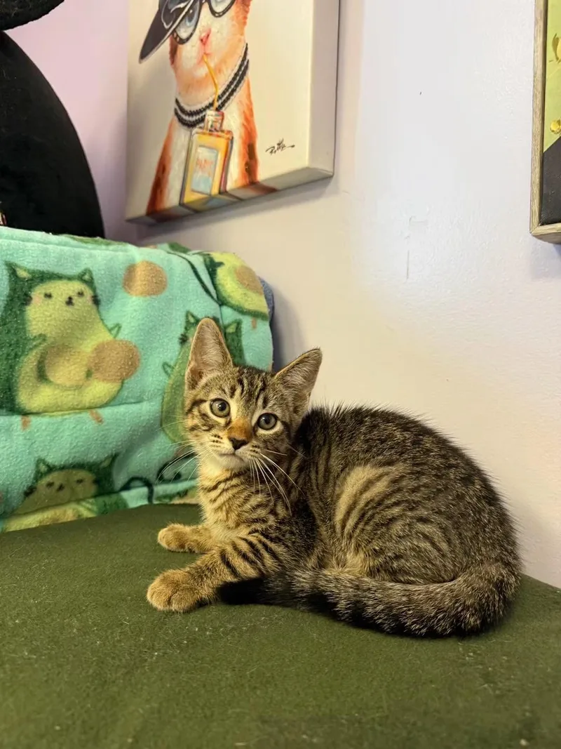 A young small-sized female Tabby (Brown / Chocolate) Domestic Short Hair cat named Rosemary for adoption in Freeport, NY