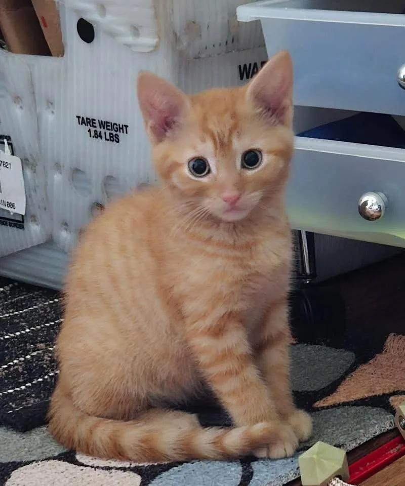 A baby medium-sized male Domestic Short Hair cat named Urchin for adoption in Succasunna, NJ
