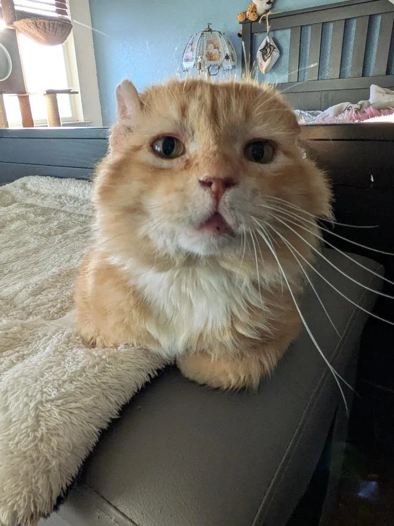 Walter Mcfluffy thumbnail 2