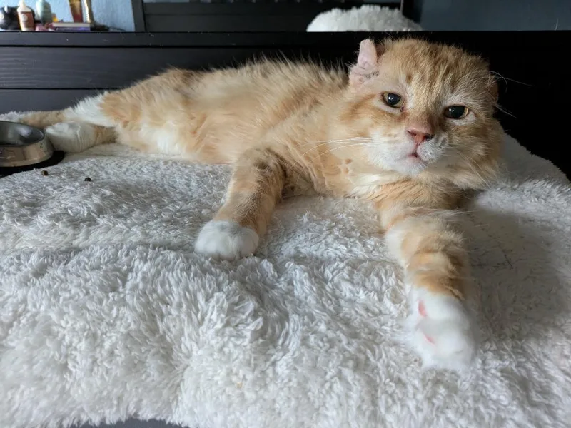 Walter Mcfluffy thumbnail 3